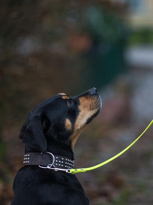 Ein Hund geht an einer Leine mit seiner Besitzerin durch den Park.