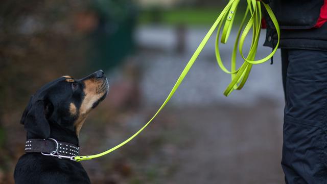 Ein Hund geht an einer Leine mit seiner Besitzerin durch den Park.