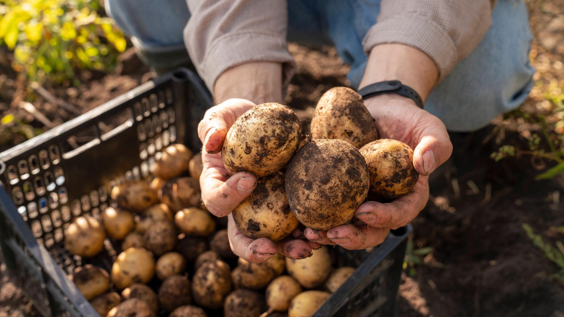 Ein Landwirt hält Karrtoffeln nach dem Ernten in der Hand.