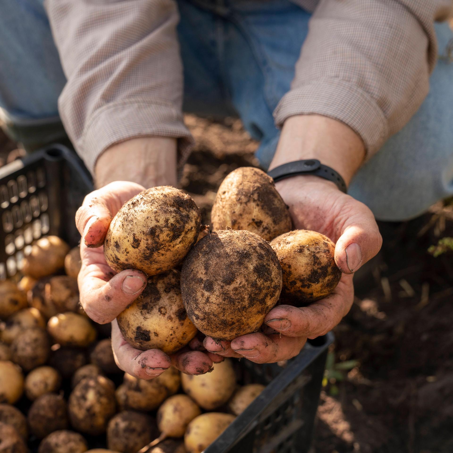 Ein Landwirt hält Karrtoffeln nach dem Ernten in der Hand.