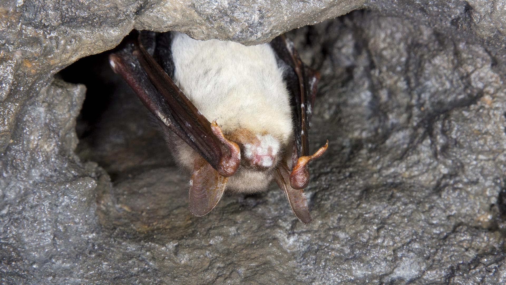 Eine Fledermaus mit Weißnasenkrankheit.