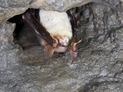 Eine Fledermaus mit Weißnasenkrankheit.