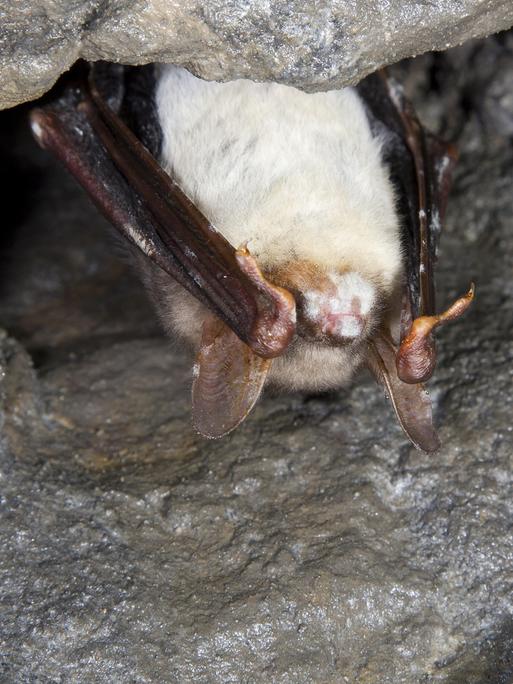 Eine Fledermaus mit Weißnasenkrankheit.