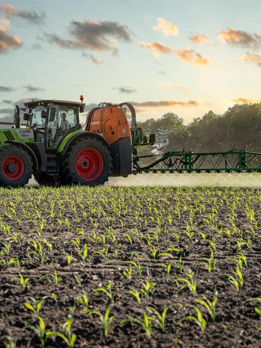 Ein Traktor bringt Pflanzenschutzmittel auf einem Maisfeld aus