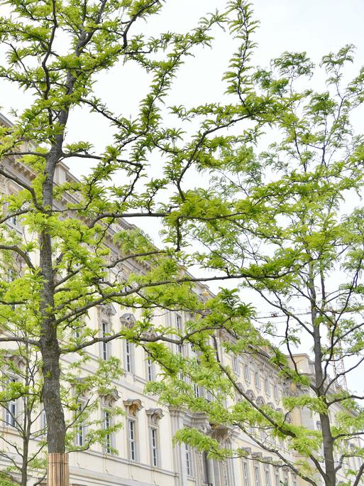 Amerikanische Gleditschien vor dem Humboldt Forum in Berlin 