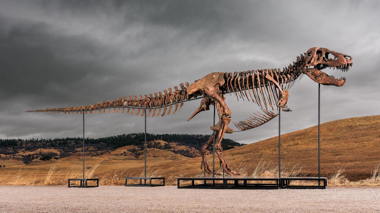 Das Foto zeigt "Gus", eines der größten und am besten erhaltene T-Rex-Skelett, das jemals entdeckt wurde. 