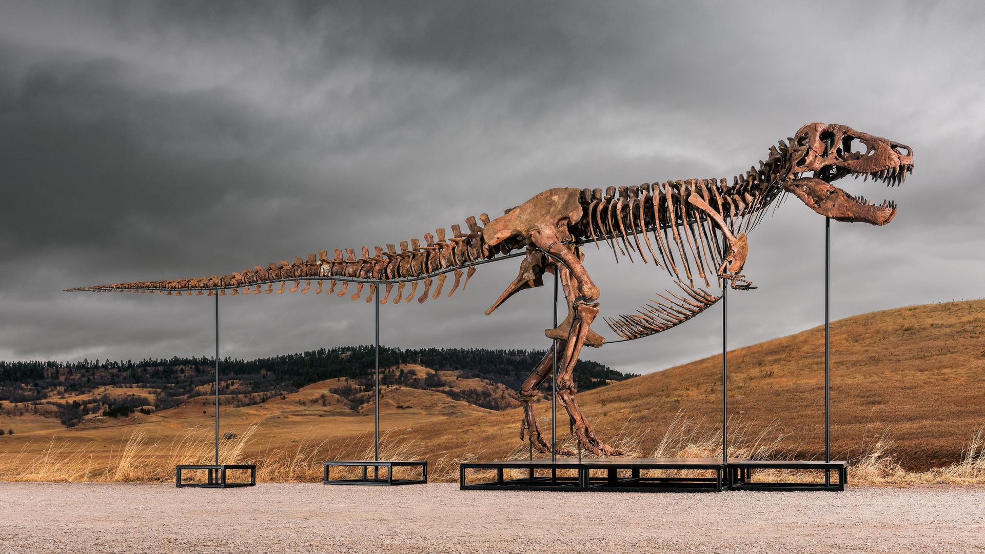 Das Foto zeigt "Gus", eines der größten und am besten erhaltene T-Rex-Skelett, das jemals entdeckt wurde. Das Foto zeigt "Gus", eines der größten und am besten erhaltene T-Rex-Skelett, das jemals entdeckt wurde.