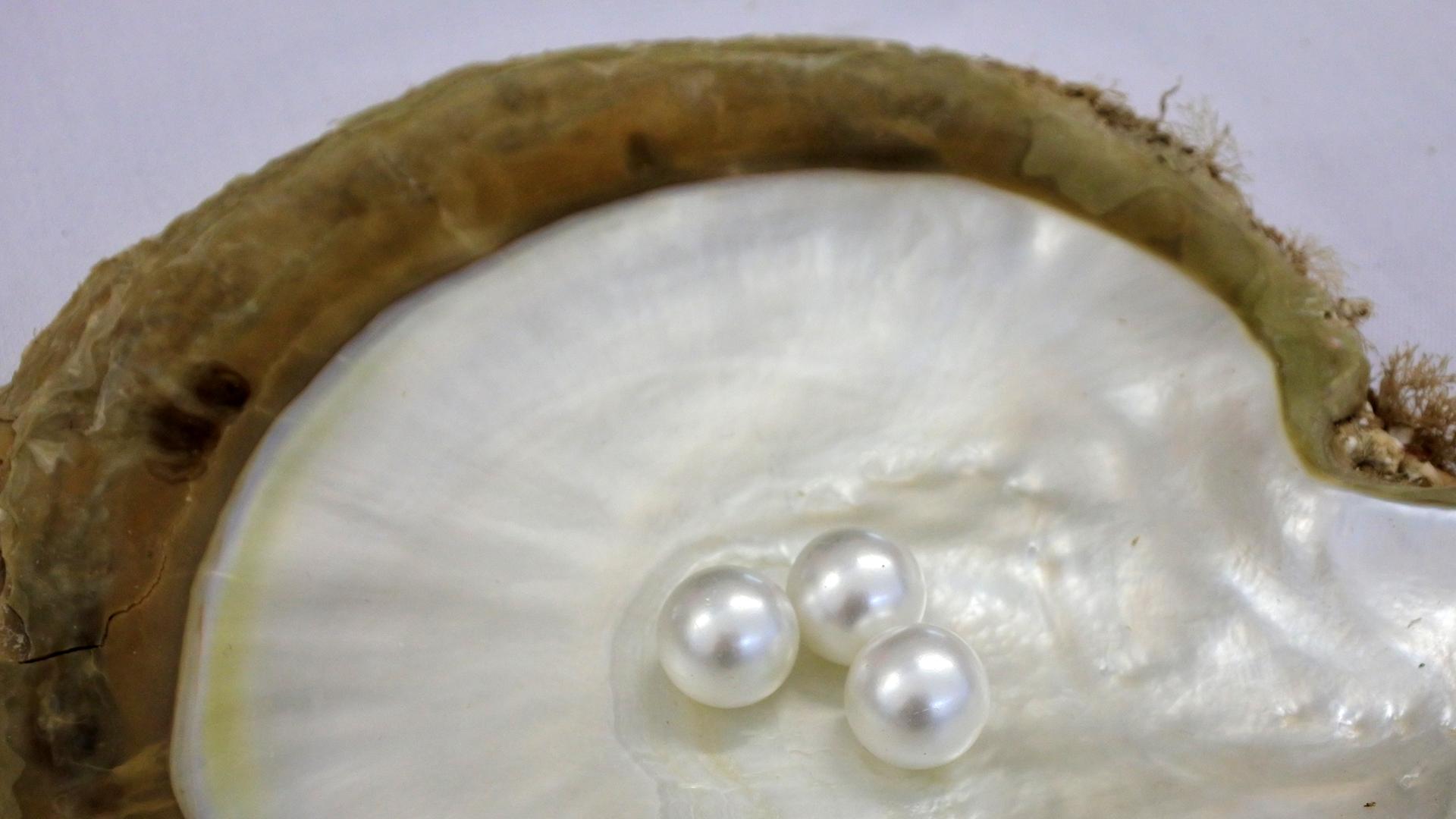 Drei Perlen in einer Muschel