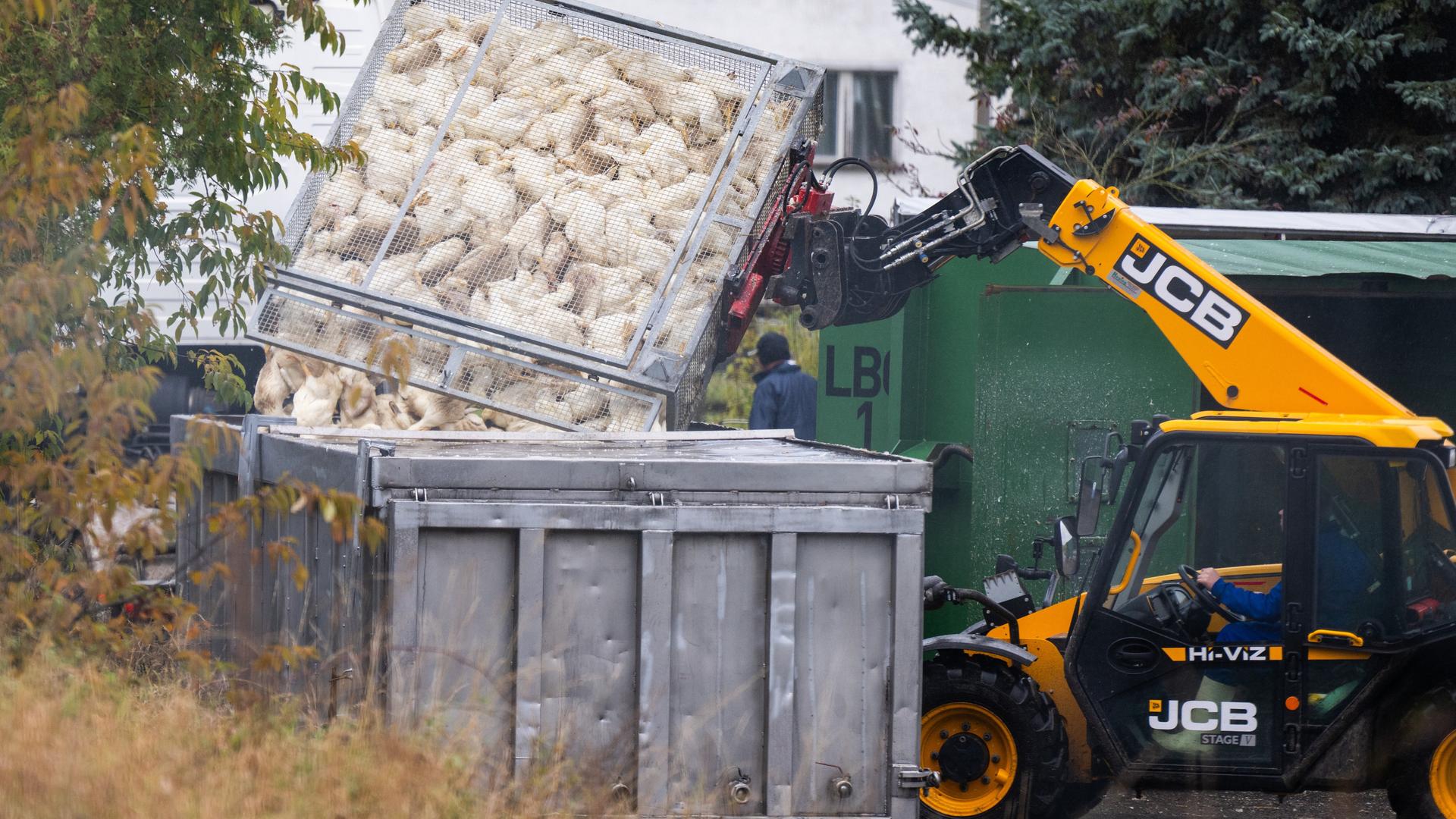 Enten, die in einer von Geflügelpest befallenen Anlage getötet wurden, werden in einen Transportbehälter gekippt. 
      