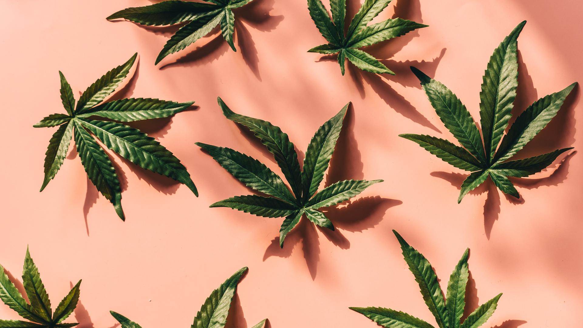 Blätter einer Cannabis-Pflanze 