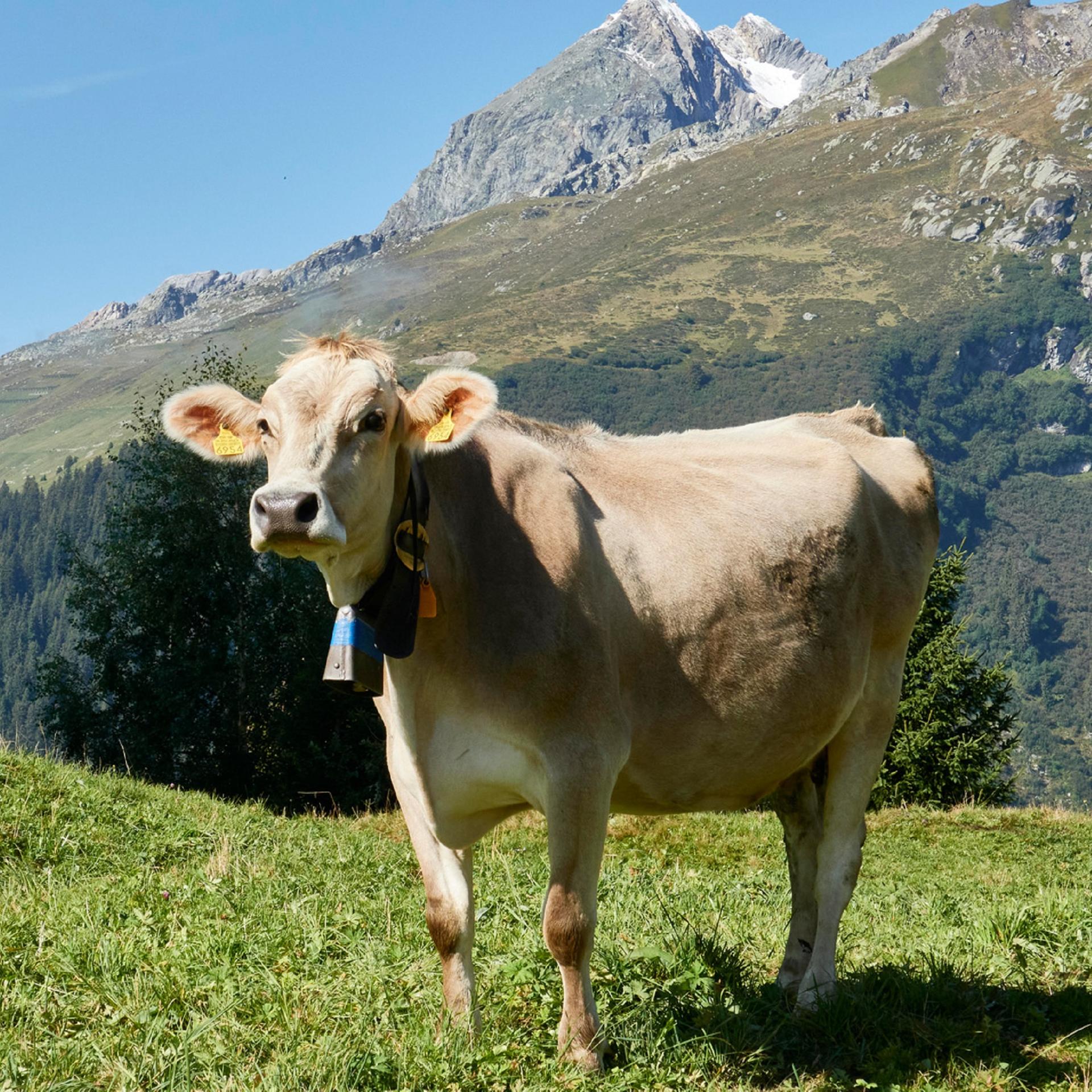 Ein Sommer auf St. All - Eine Kuh ist auch nur ein Mensch. Oder alles Käse?