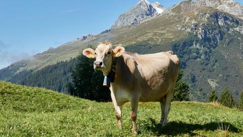 Kühe können wahre Diven sein - wie es auf der Alp wirklich ist, erzählt dieses Feature. Zu sehen: Eine Kuh auf einer Wiese schaut in die Kamera. 
