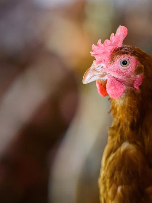 Ein Huhn steht in einem Stall eines Betriebes mit Eiern aus Freilandhaltung in der Region Hannover. Rund 16,5 Millionen Legehennen in Niedersachsen haben im vergangenen Jahr etwa 5,2 Milliarden Eier gelegt. Das hat das Landesamt für Statistik am Dienstag mitteilt.