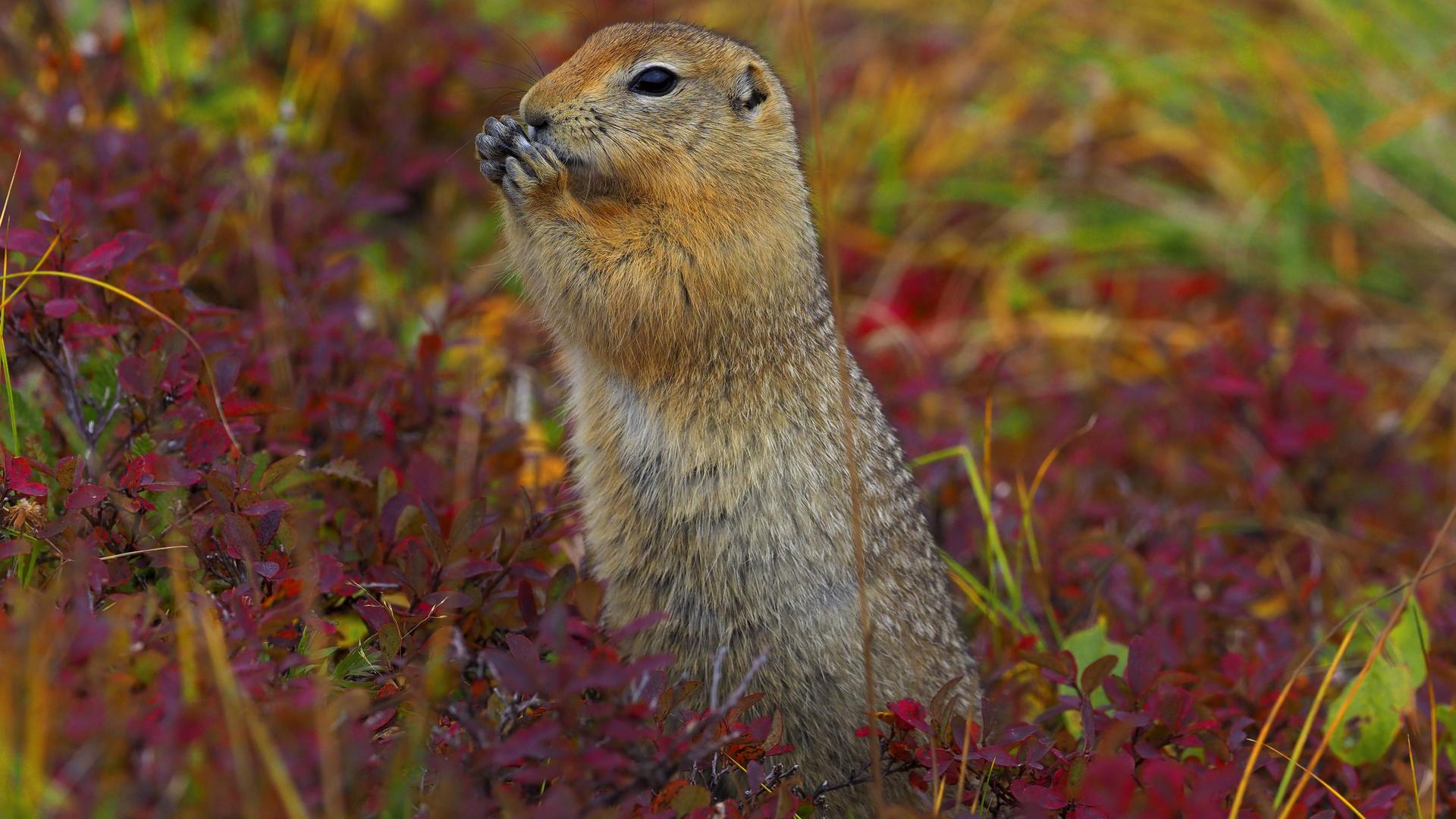 Ein Arktisches Erdhörnchen steht aufrecht und frisst. Ein Arktisches Erdhörnchen steht aufrecht und frisst.