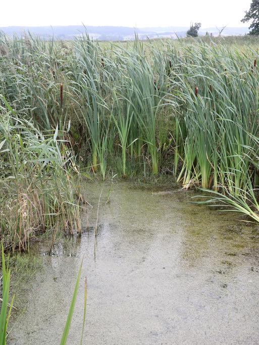 Auf einer Versuchsfläche für Paludikultur wächst Schilf. Davor steht Wasser.