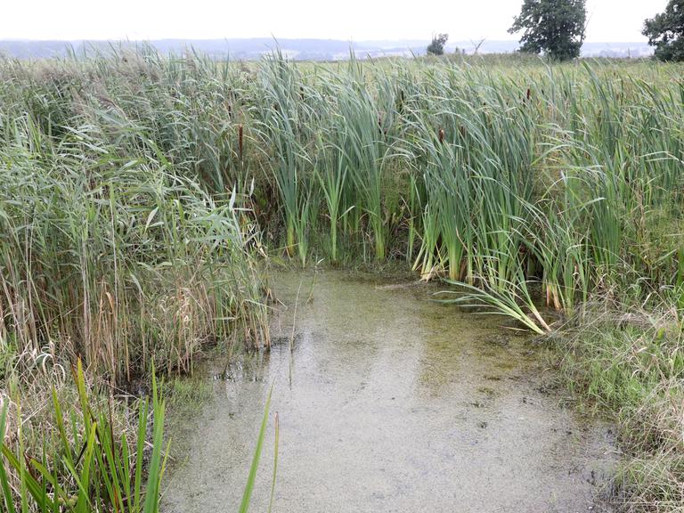 Auf einer Versuchsfläche für Paludikultur wächst Schilf. Davor steht Wasser.