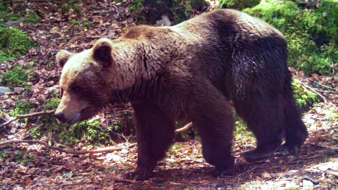 Ein Braunbär läuft in der Nähe von Melles in den französischen Pyrenäen durch den Wald.