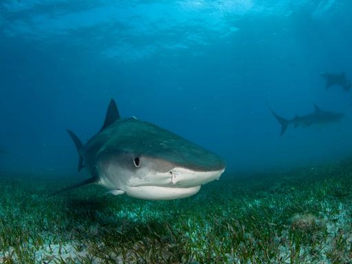 Ein Tigerhai in den Northern Bahamas. 