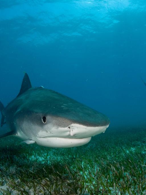 Ein Tigerhai in den Northern Bahamas. 