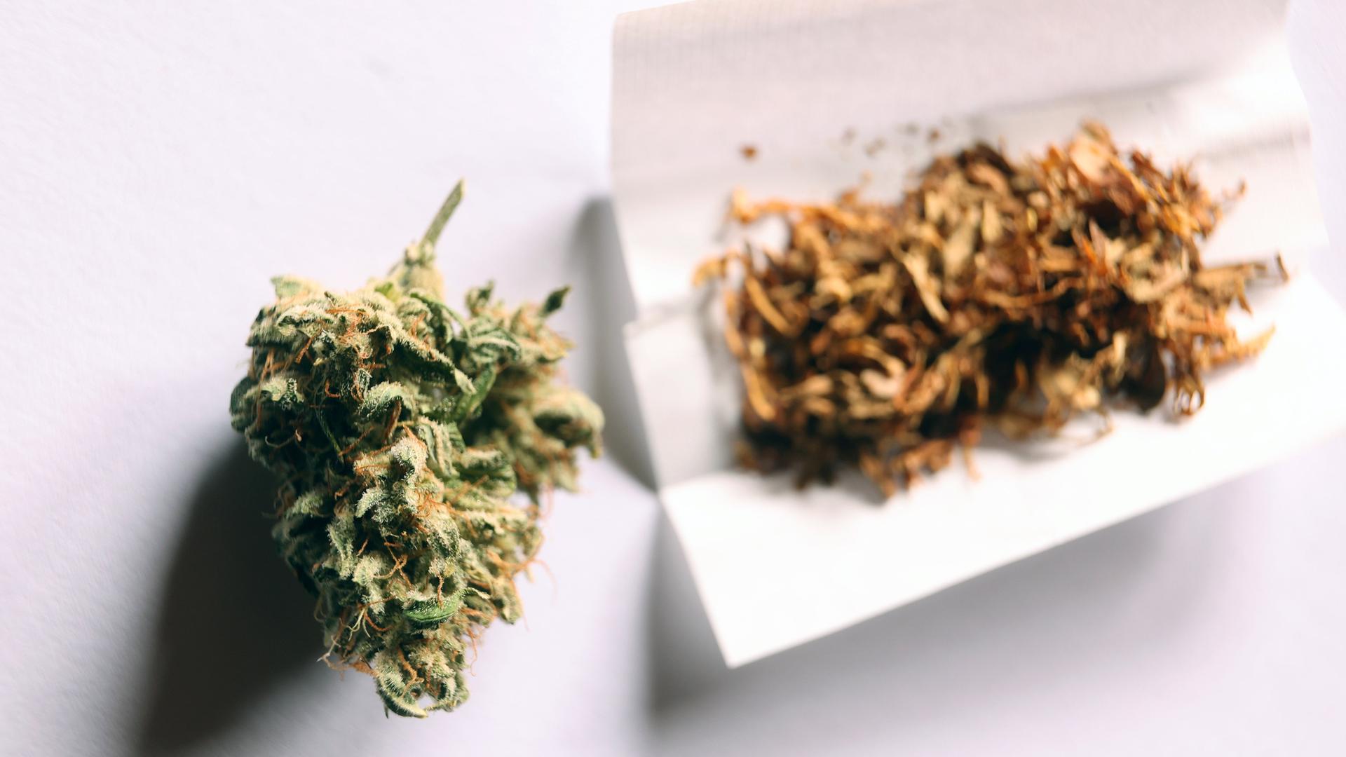 Eine getrocknete Cannabis-Blüte liegt neben Zigarettenpapier und Tabak. 