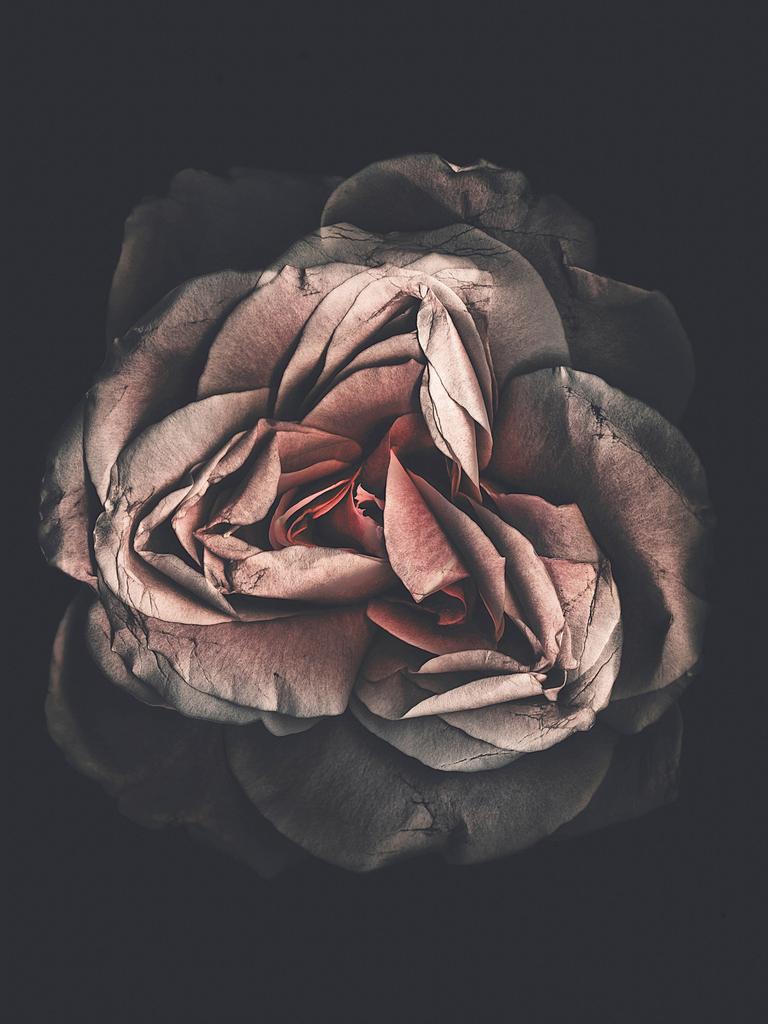Nahaufnahme einer welken Blüte auf dunklem Hintergrund.