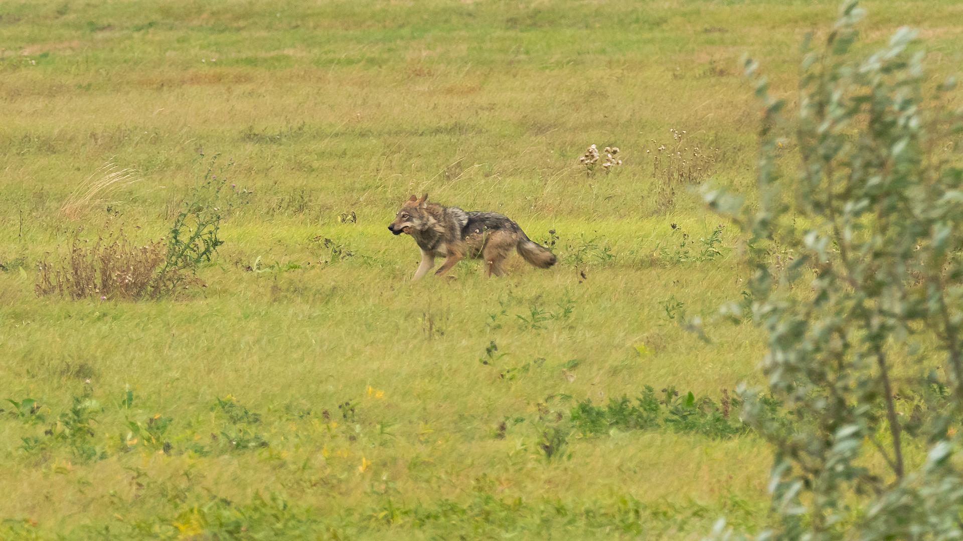Frei lebender Wolf auf einer Wiese unweit der Elbe in Sachsen-Anhalt Frei lebender Wolf auf einer Wiese unweit der Elbe in Sachsen-Anhalt
