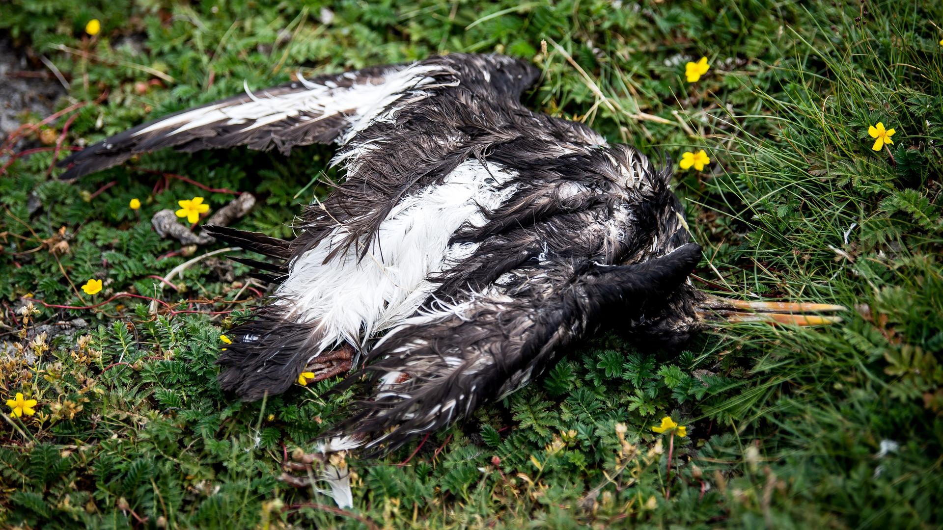 Ein toter Vogel liegt am Deich der zu Hamburg gehörenden Insel Neuwerk. 