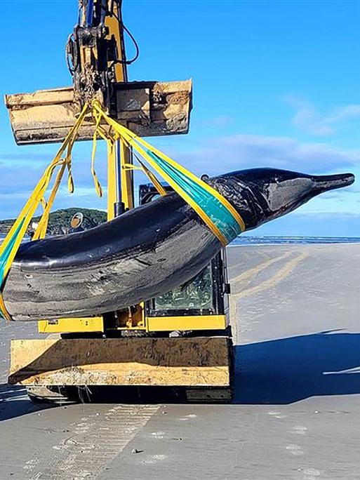Jim Fyfe und Türmai Cassidy gehen neben einem seltenen Bahamonde-Schnabelwal, der von Trevor King mit einem Bagger bewegt wird.