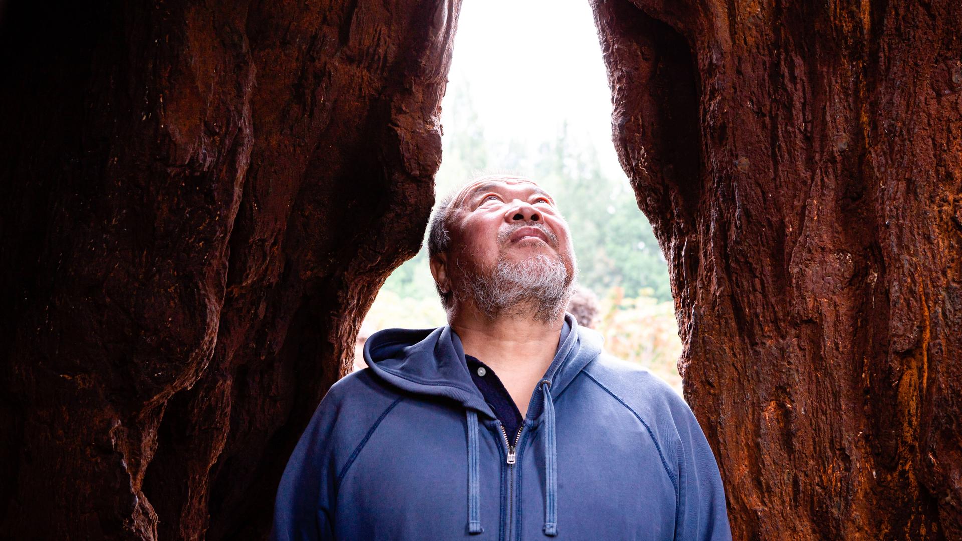 Der Künstler Ai Weiwei steht vor einem Baum und blickt in den Himmel.