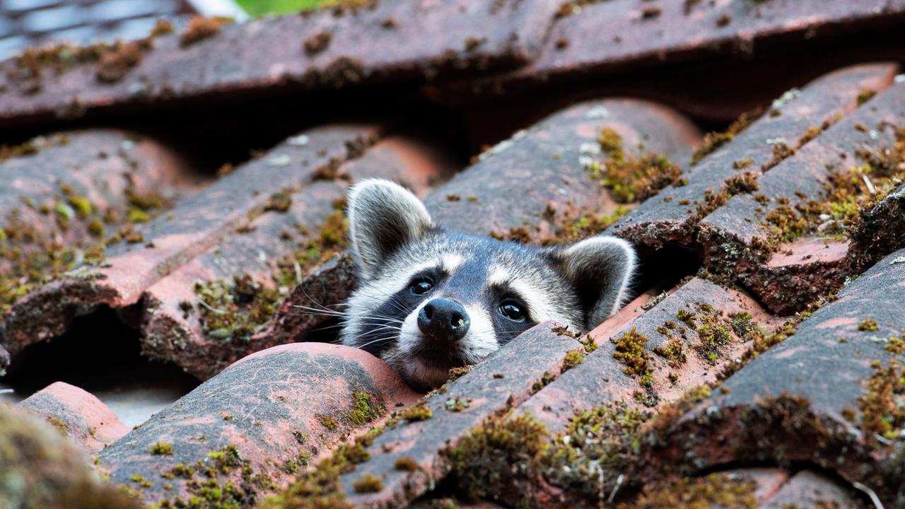 Ein Waschbär hat sich im Dachstuhl eingenistet nd schaut zwischen Dachpfannen heraus.