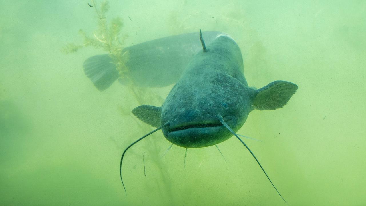 Ein großer Wels schwimmt durch grünliches Wasser. Der Wels hat vorne am Kopf Barteln, das sind lange Tast-Organe, die aussehen wie Fühler. 
