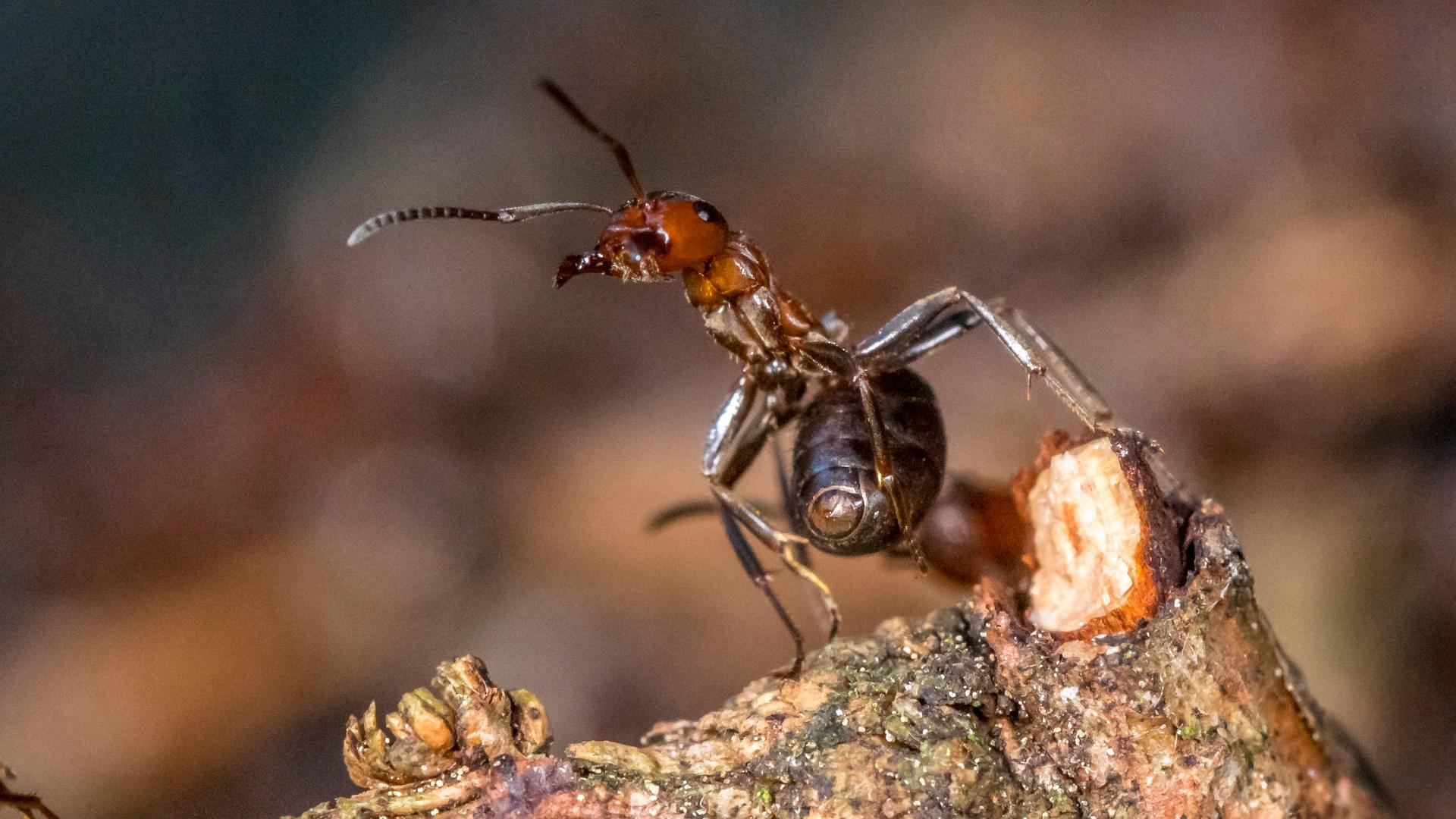 Eine rote Waldameise sitzt auf einem Stück Holz und reckt neugierig ihre Fühler nach oben