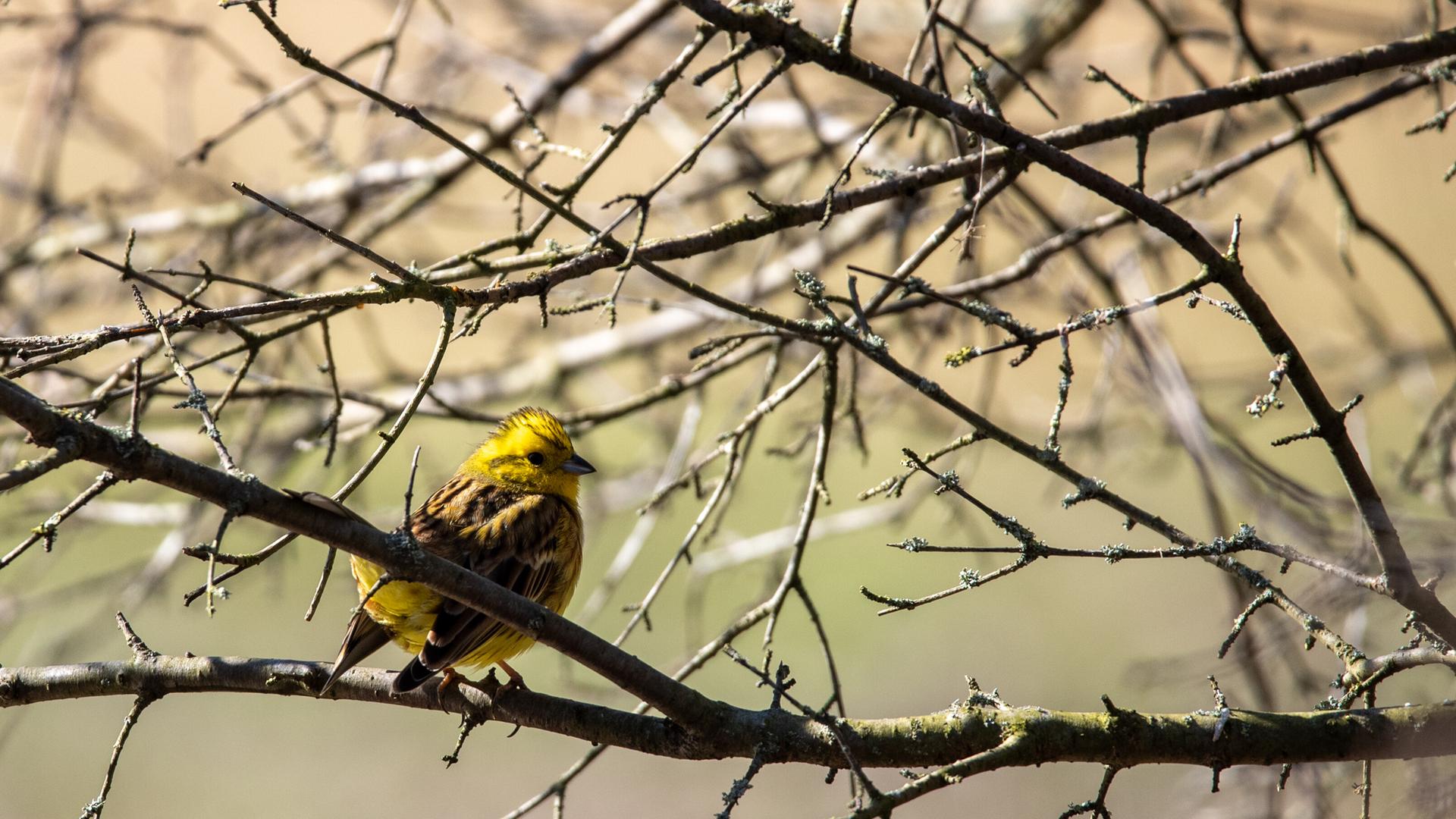 Eine leuchtend gelbe Goldammer (Emberiza citrinella) sitzt auf einem Ast. Sie ist bekannt für ihren klaren und melodischen Gesang, der oft mit der Tonfolge wie-wie-wie hab ich dich lieb beschrieben wird.