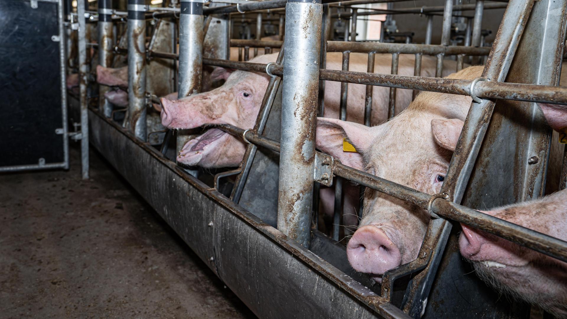 Schweine sind in engen Käfigen, sogenannter Kastenhaltung untergebracht.