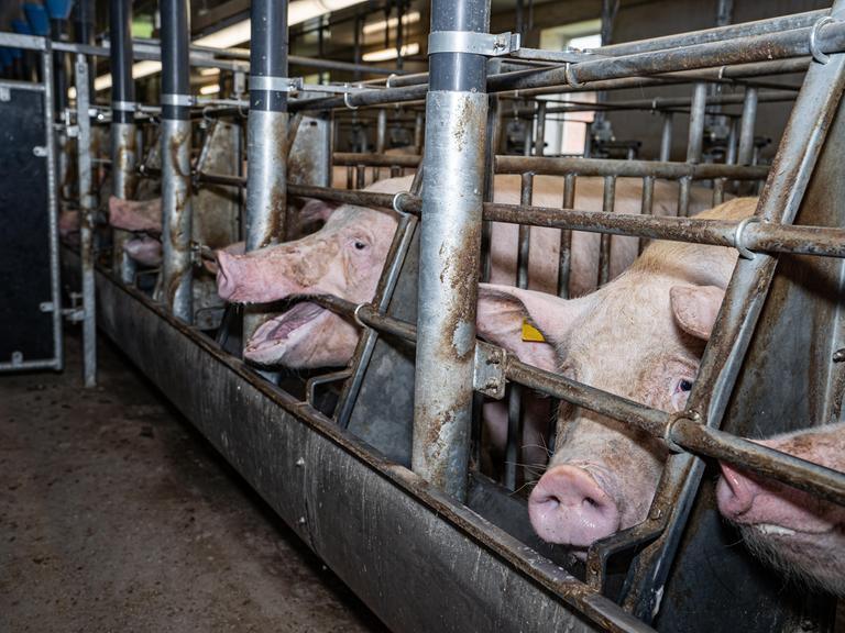 Schweine sind in engen Käfigen, sogenannter Kastenhaltung untergebracht.