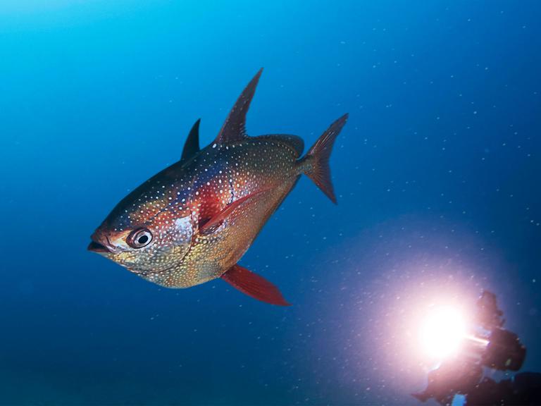 Ein Gotteslachs im Meer, angestrahlt von einem Taucher