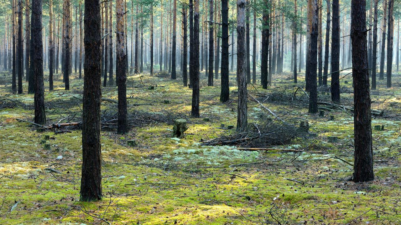 Blick in einen Wald, in dem ausschließlich Kiefern wachsen