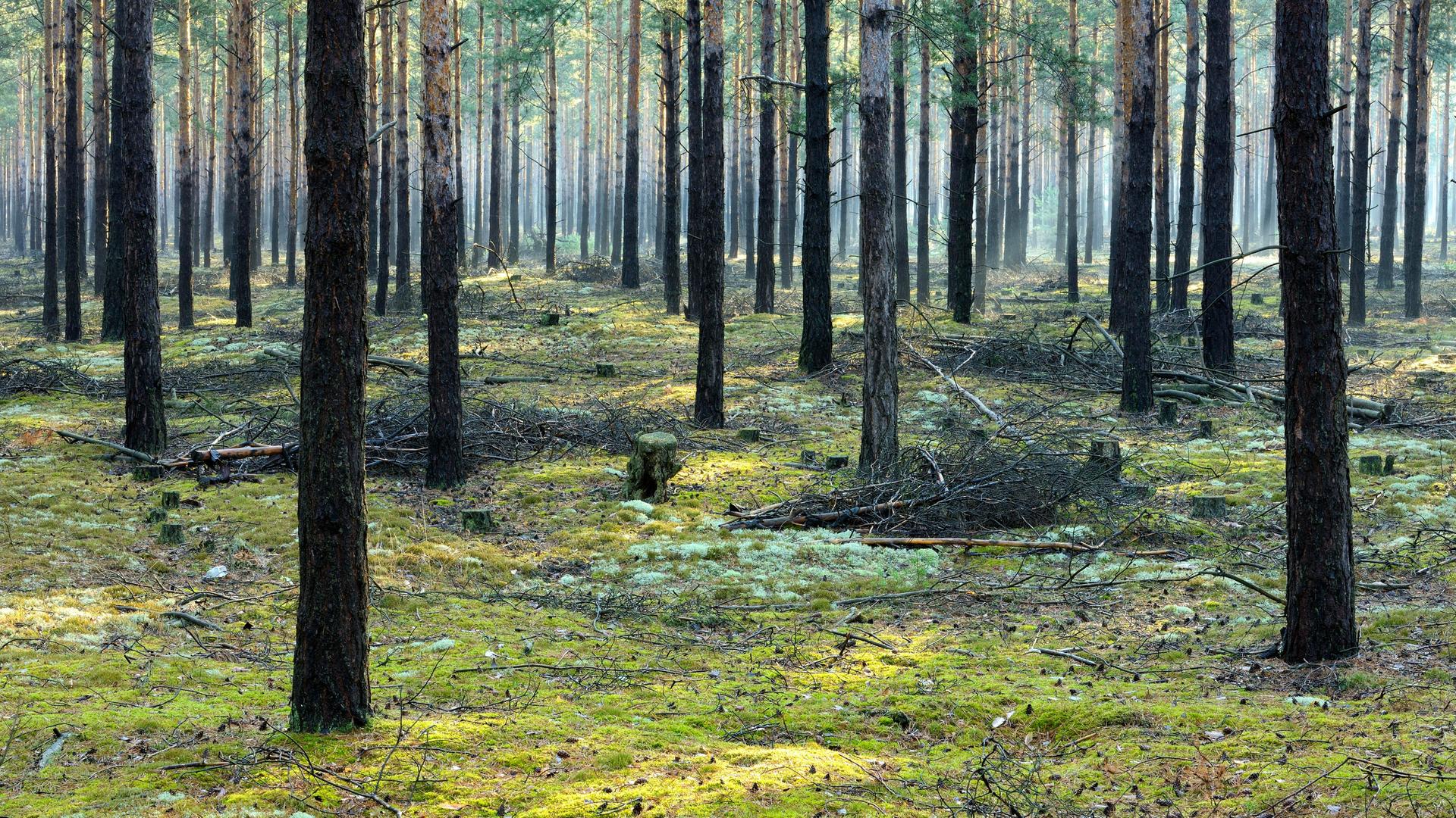 Blick in einen Wald, in dem ausschließlich Kiefern wachsen