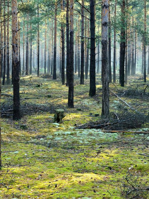 Blick in einen Wald, in dem ausschließlich Kiefern wachsen