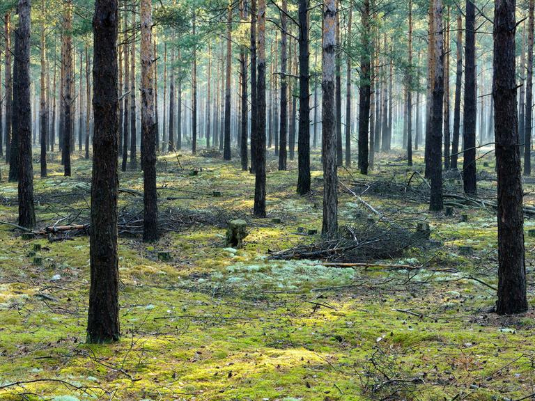 Blick in einen Wald, in dem ausschließlich Kiefern wachsen