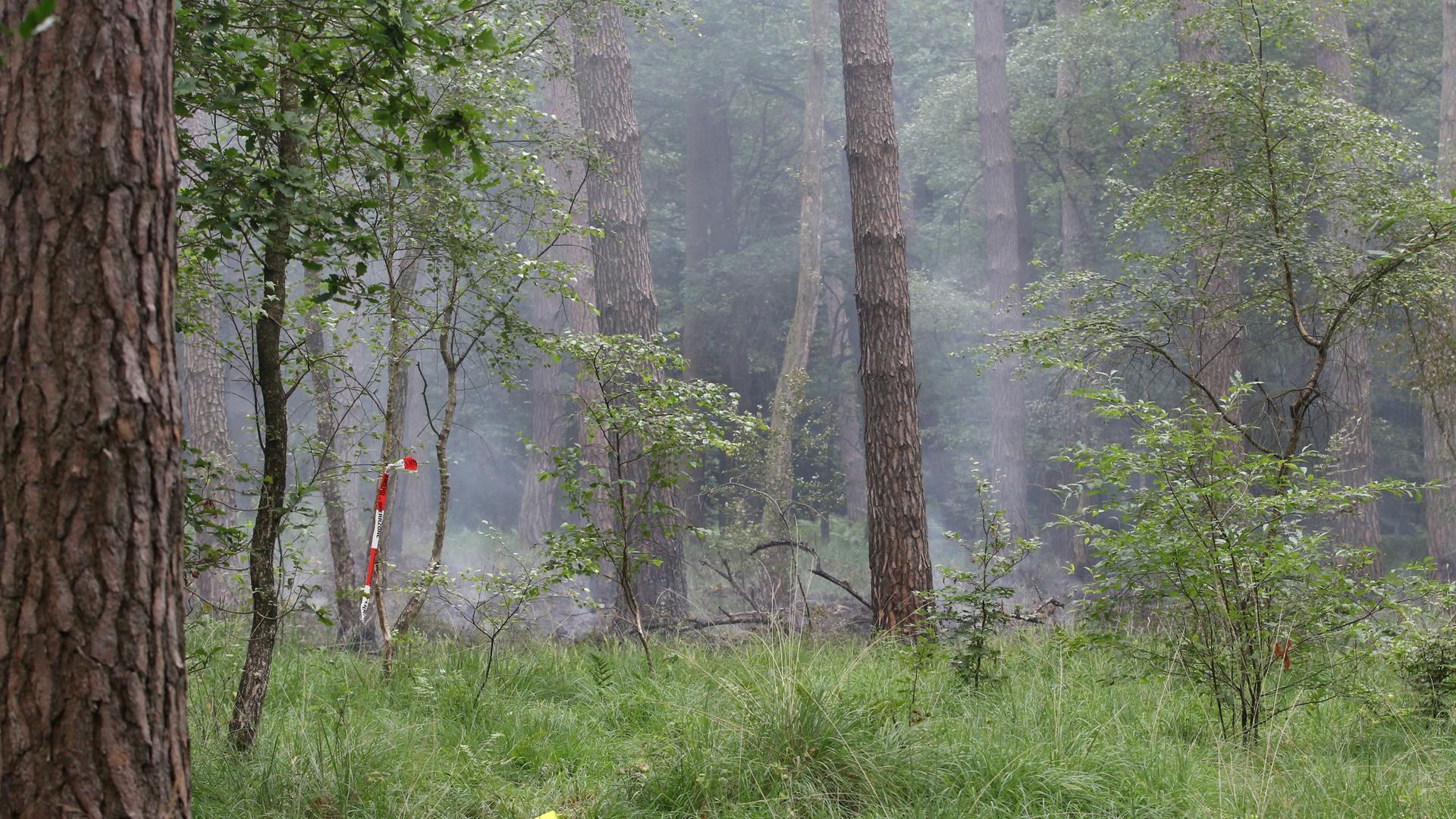 Nordrhein-Westfalen, Rösrath: Rauchschwaden ziehen durch die Bäume in der Wahner Heide. 