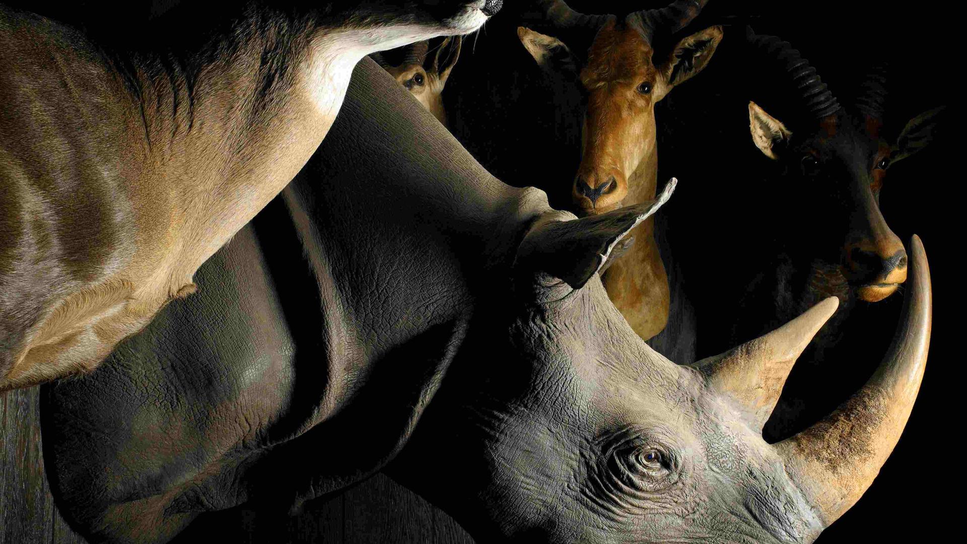 Profilansicht der Jagdtrophäe eines Nashorns zwischen weiteren Trophäen an einer Wand. Profilansicht der Jagdtrophäe eines Nashorns zwischen weiteren Trophäen an einer Wand.