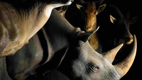 Profilansicht der Jagdtrophäe eines Nashorns zwischen weiteren Trophäen an einer Wand. Profilansicht der Jagdtrophäe eines Nashorns zwischen weiteren Trophäen an einer Wand.
