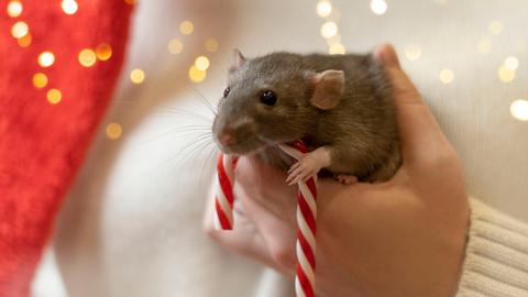 In der Hand einer Frau ist eine Ratte mit einer Zuckerstange.