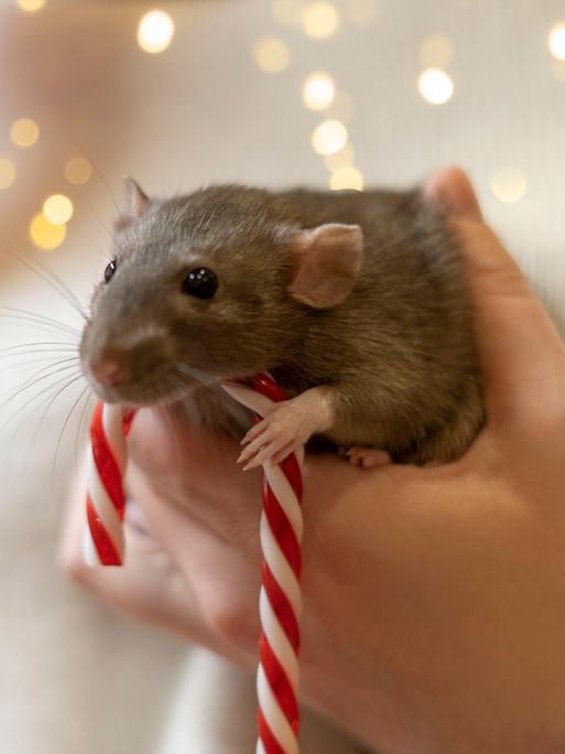 In der Hand einer Frau ist eine Ratte mit einer Zuckerstange.