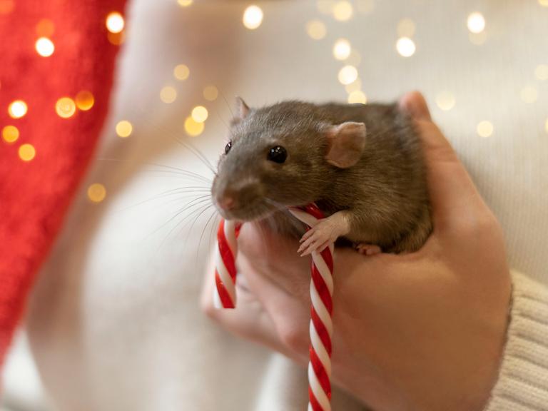 In der Hand einer Frau ist eine Ratte mit einer Zuckerstange.