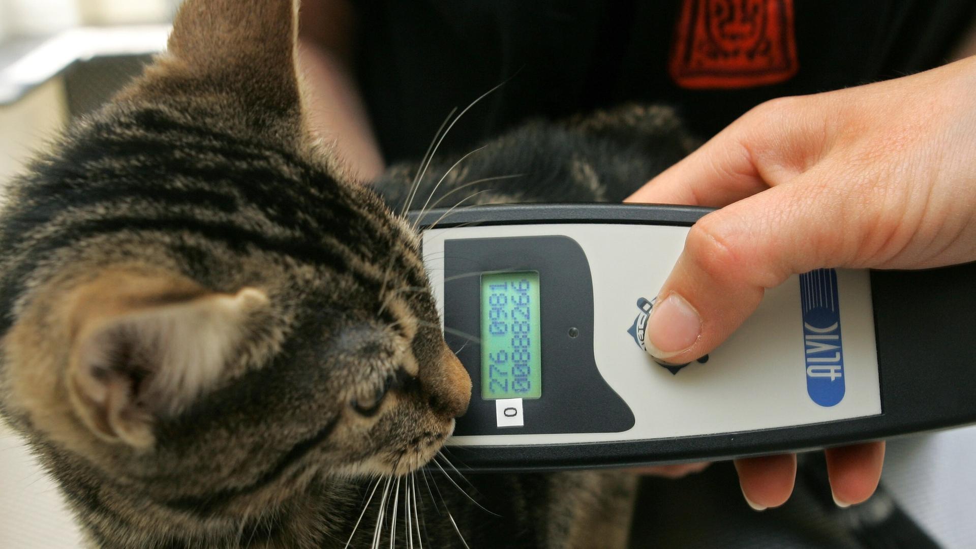Ein junger getigerter Kater nach seiner Kennzeichnung mit einem Mikrochip neben einem Lesegerät, dessen Funktion nun überprüft wird. Ein junger getigerter Kater nach seiner Kennzeichnung mit einem Mikrochip neben einem Lesegerät, dessen Funktion nun überprüft wird.