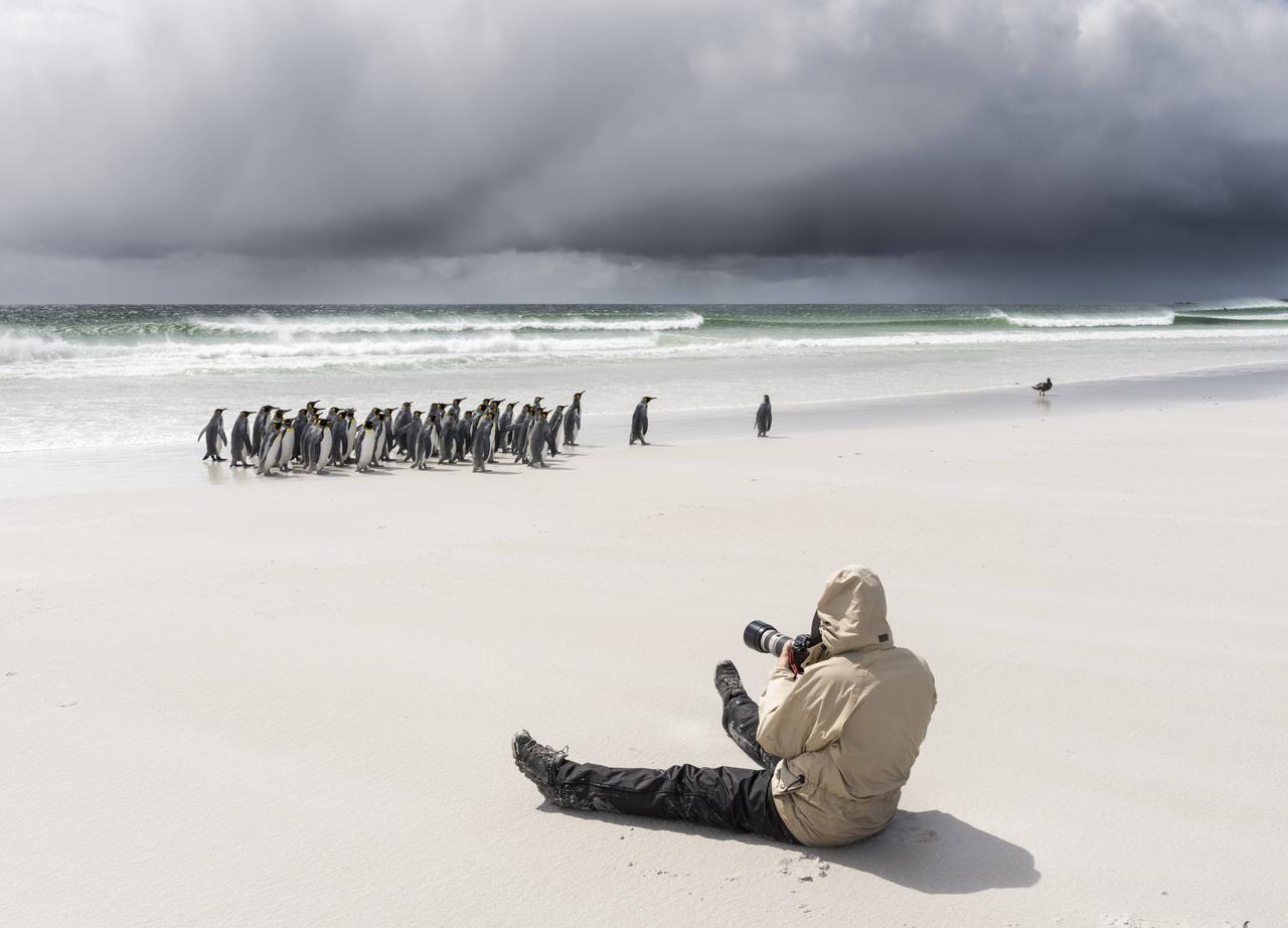 Ein Fotograf versucht am Strand sitzend eine Gruppe von großen Pinguinen am Strand mit der Kamera einzufangen.