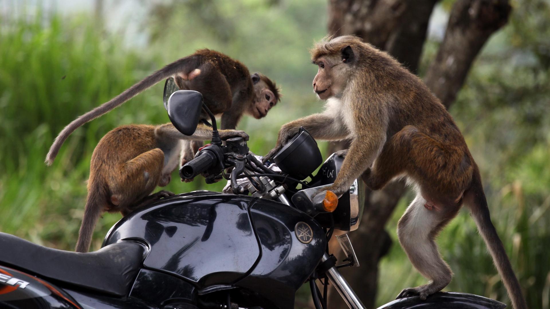 Drei Affen - ein Großer, zwei kleine - sitzen auf einem schwarzen Motorrad. Im Hintergrund sind Bäume und Sträucher zu sehen. Es ist Mittags.