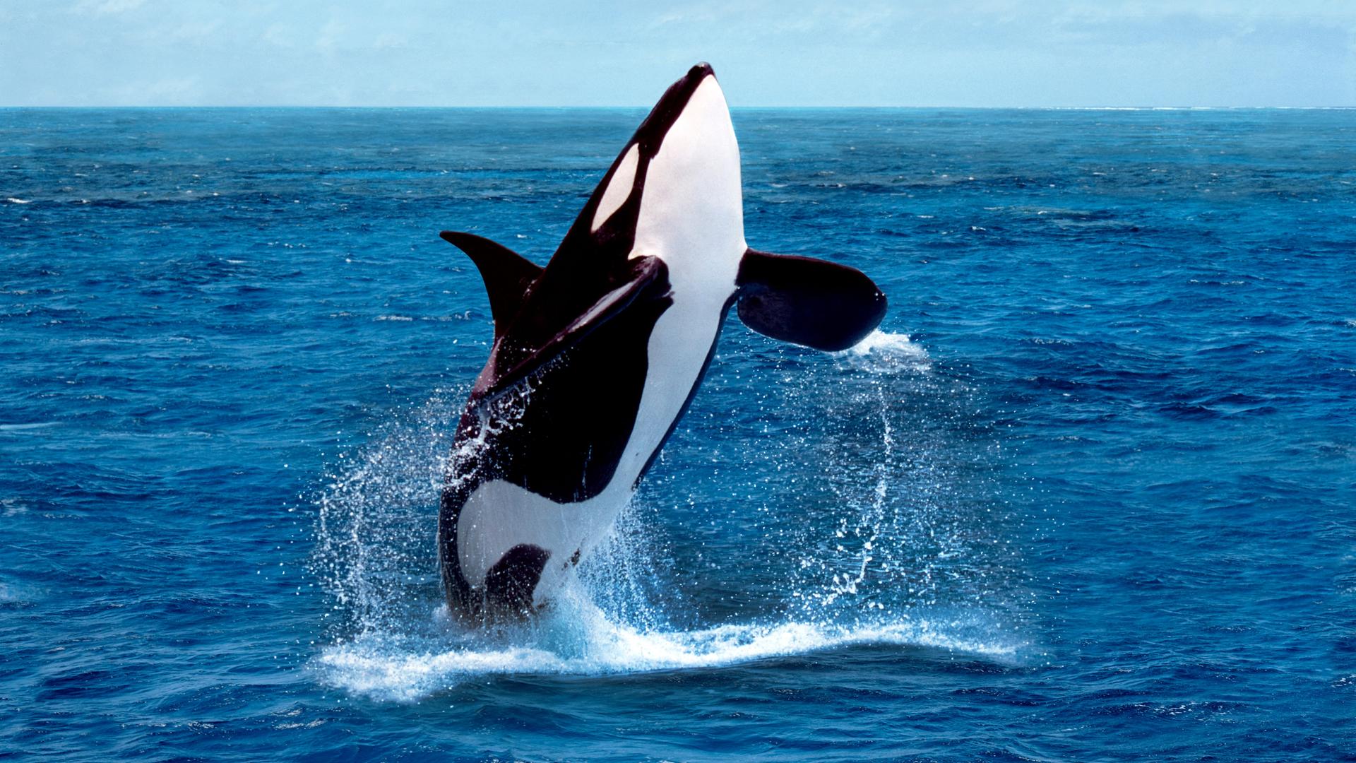 Ein Orca springt aus dem Wasser.